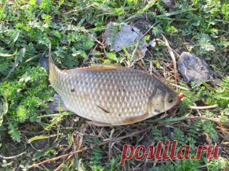 Ловля карася на донку осенью | Все о ловле рыбы 🎣 Рыбалке.нет