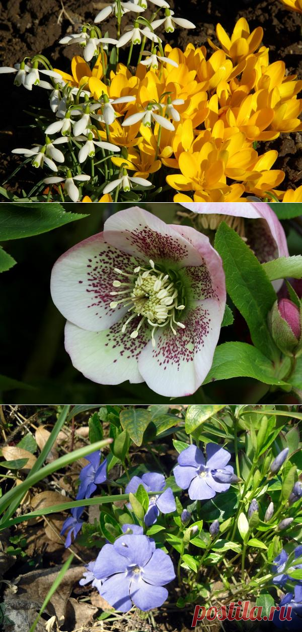 9 самых ранних цветов для вашего сада