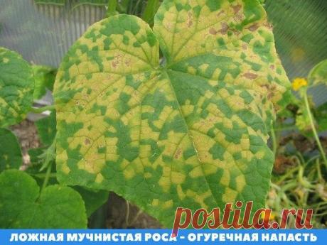 Практически ежегодно растения огурца страдают от различных заболеваний