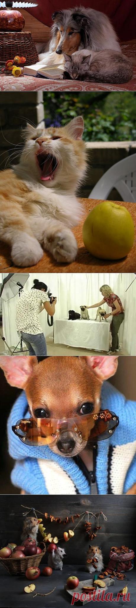 Съемка домашних животных | Фотография для начинающих