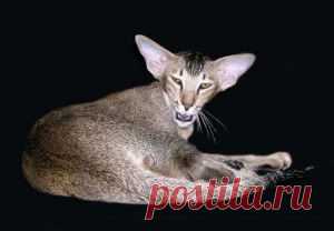 Её псевдоним Amber Rose, но реальная фамилия ЛЕВОНЧУК!!! | Крутой облом