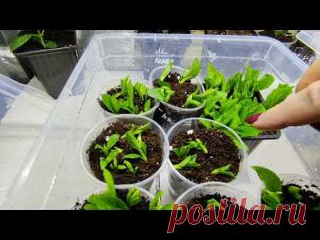 Таким способом можно укоренить метельчатую гортензию после обрезки 🌿🌿Корневая система через 2 месяца