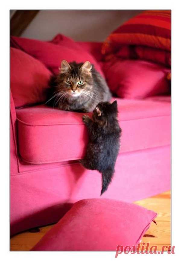 Animal Fun Funny cats - part 17 (41 pics) ~ I Love Funny Animal - Sweet Funny Animal Photo of the Day