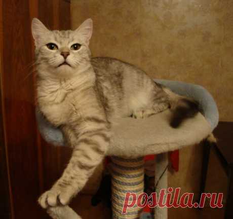 Шесть вещей, которые имеют смысл для вашей кошки ... но совершенно не имеют смысла для вас | Дневник кошатницы | Яндекс Дзен