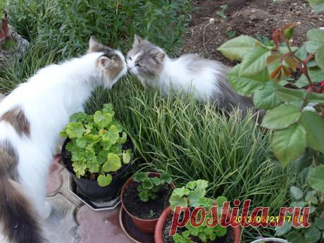 Мой Мир@Mail.Ru