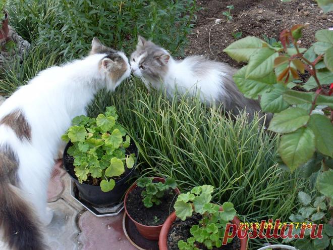 Мой Мир@Mail.Ru