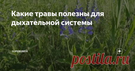 Какие травы полезны для дыхательной системы Дыхательная система человека принимает на себя основной удар при атаке вирусов.  Она поражается вирусами в первую очередь. Важно укреплять общий иммунитет, но исходя из обстановки, сложившейся на сегодня, помогать необходимо и органам дыхания.
Какие травы полезны для органов дыхания
1. Чабрец (тимьян) способен очистить дыхательные пути и легкие от слизи, вирусов и опасных бактерий. Увеличивает