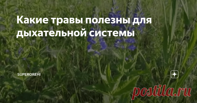 Какие травы полезны для дыхательной системы Дыхательная система человека принимает на себя основной удар при атаке вирусов.  Она поражается вирусами в первую очередь. Важно укреплять общий иммунитет, но исходя из обстановки, сложившейся на сегодня, помогать необходимо и органам дыхания.
Какие травы полезны для органов дыхания
1. Чабрец (тимьян) способен очистить дыхательные пути и легкие от слизи, вирусов и опасных бактерий. Увеличивает