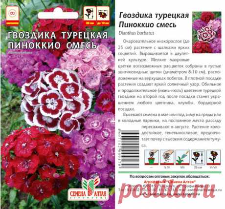 Цветы Гвоздика турецкая Пиноккио/Сем Алт/цп 0,2 гр. Цветы Гвоздика турецкая