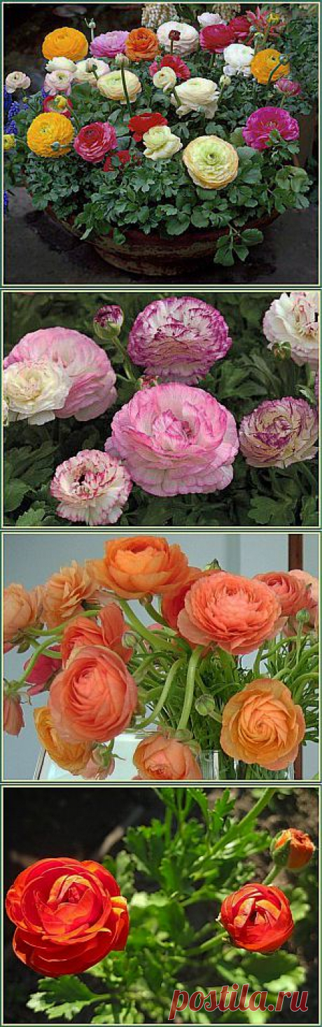 Ранункулюс | Дачная жизнь - сад, огород, дача