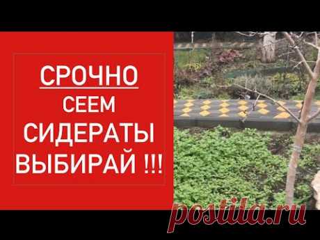 СРОЧНО СЕЕМ СИДЕРАТЫ МЫ ОПОЗДАЕМ !!!