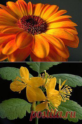 ОТ ПОЛИПА – ЧИСТОТЕЛ. ВОТ РЕШЕНИЕ ВСЕХ ПРОБЛЕМ! | Самоцветик