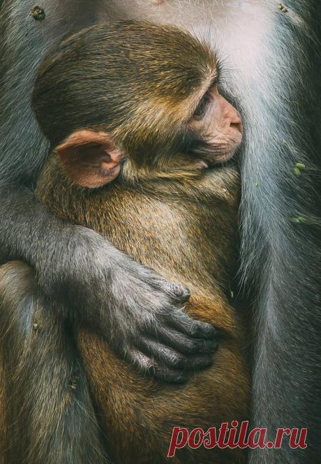 10 лучших снимков — финалистов World Wildlife Day 2017 — Фотоискусство