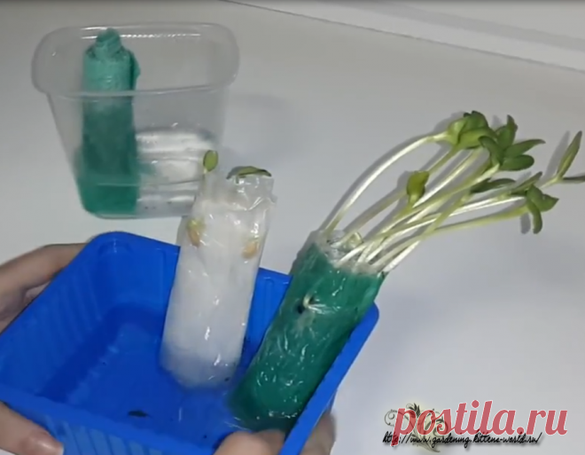 Самый лучший и компактный способ посева семян на рассаду без земли! Стопроцентная всхожесть!