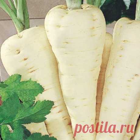 Ядрёный корень против осенних болезнейАйболит. Здоровье. Медицина. Жизнь.