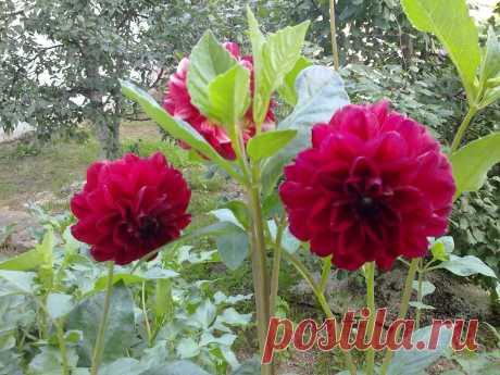 (1) Facebook