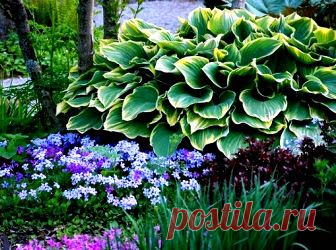 (+1) тема - Растения для тенистого садика | 6 соток