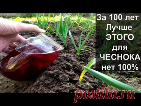 ЗАБЫТЫЕ ПОДКОРМКИ ДЛЯ ЧЕСНОКА ВЕСНОЙ. Чеснок весной мега ..