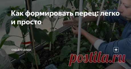 Как формировать перец: легко и просто