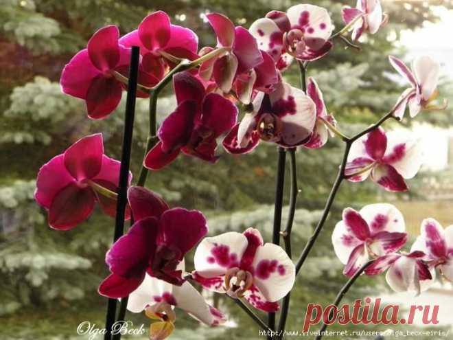 Орхидеи Phalaenopsis . Ошибки и опыт по уходу