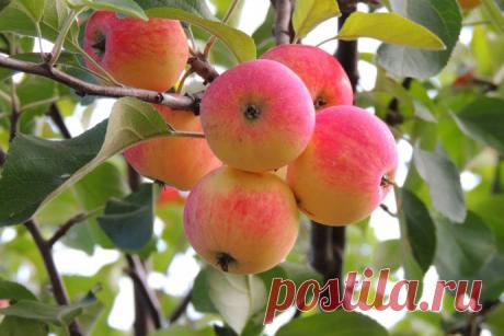 Секреты хорошего урожая яблок.