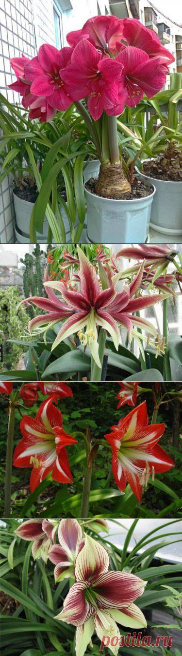 МИР РАСТЕНИЙ. Гиппеаструм – «кавалерская звезда» | Хвастунишка