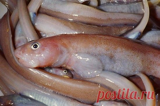 МНОГО-МНОГО РЫБНЫХ БЛЮД. РЕЦЕПТЫ от шеф-повара.