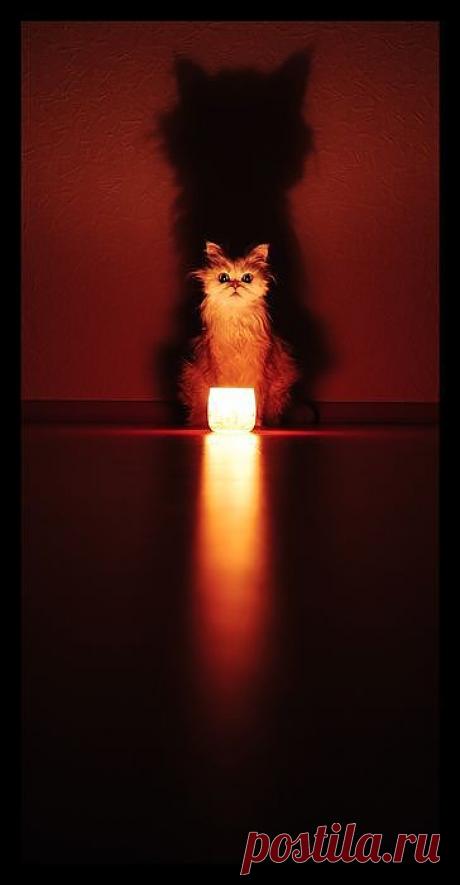 Я и моя тень