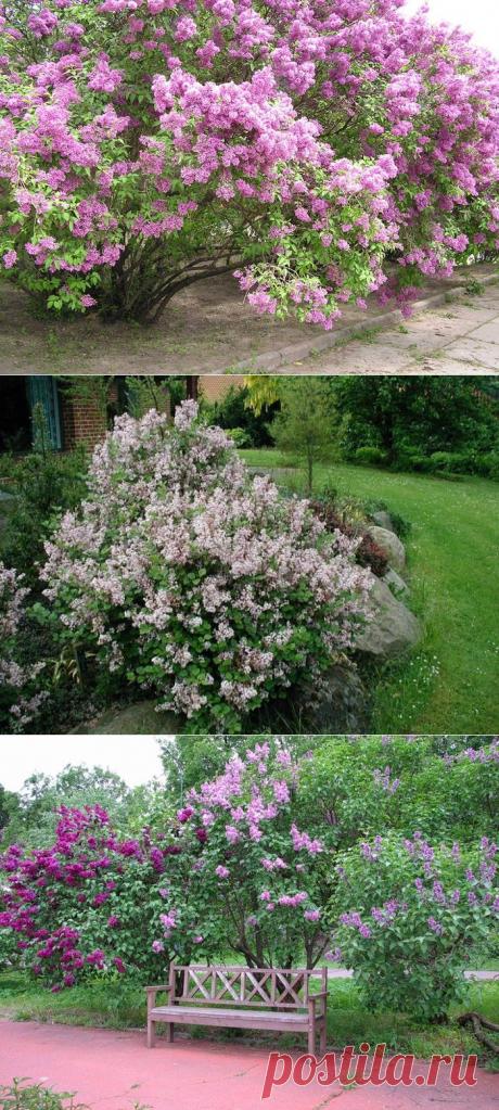 (+1) - Душистая сирень для вашего сада | Роскошь и уют