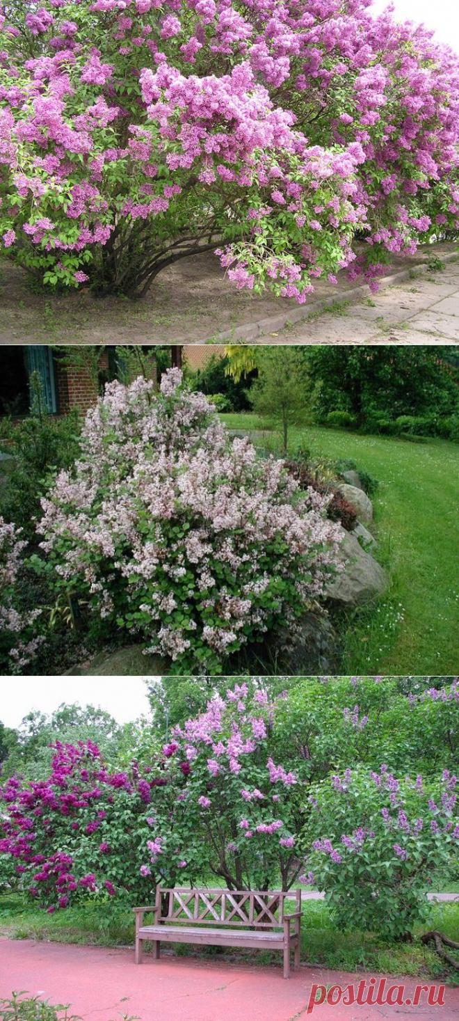 (+1) - Душистая сирень для вашего сада | Роскошь и уют
