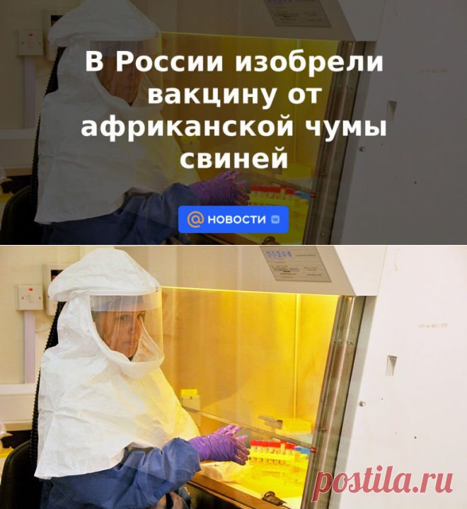 В России изобрели вакцину от африканской чумы свиней | 15 мая 2023 - Новости Mail.ru
