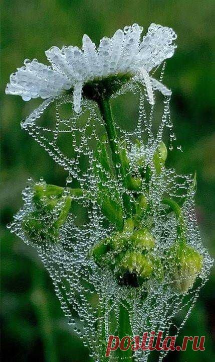 Ромашка после дождя!🌺
Погода твоей души всегда в твоих руках....Всё то, что от души — всегда прекрасно, От нежности до тёплой доброты.

Не было Печали... Просто уходило Лето...В нашей жизни все так Временно...Живите Бережно...
Невероятноооо!!!Божественная крсота!!!Велики и чудны, дела Твои!Господи Боже Вседержитель!!!!