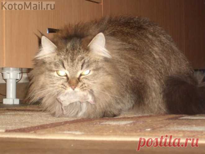 мои кошки | KotoMail.ru