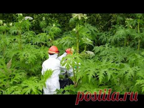 10 САМЫХ ОПАСНЫХ растений на планете!