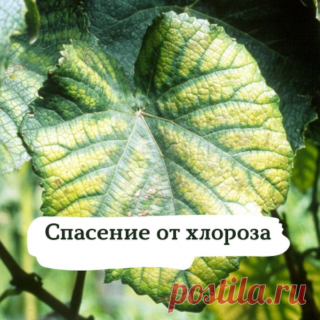 СПАСЕНИЕ ОТ ХЛОРОЗА: ЭФФЕКТИВНЫЙ СПОСОБ ЛЕЧЕНИЯ 

Если листья на растениях стали бледными, пожелтели, но при этом сохранили ярко-зеленые прожилки — скорее всего это хлороз. Болезнь, при которой слабо вырабатывается хлорофилл, а посадки постепенно чахнут. Что же делать при такой проблеме? 

Приготовьте целительный раствор! В 1 литре теплой и мягкой воды растворите чайную ложку (4 грамма) лимонной кислоты и чуть меньше половины чайной ложки (2,5 грамма) железного купороса. П...