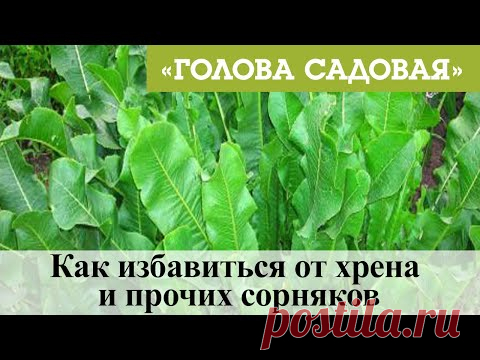 Голова садовая - Как избавиться от хрена и прочих сорняков
