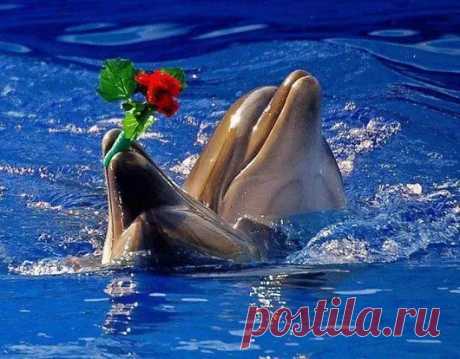 Animals - Google+
