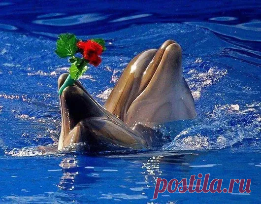 Animals - Google+