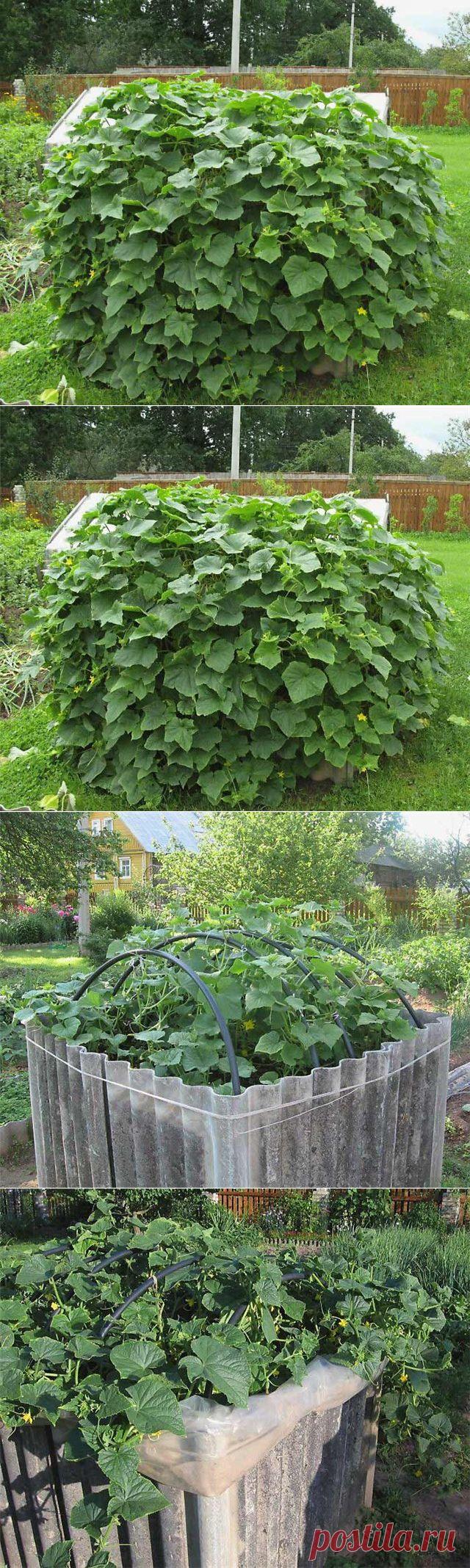 Куб для огурцов. На заметку дачникам.