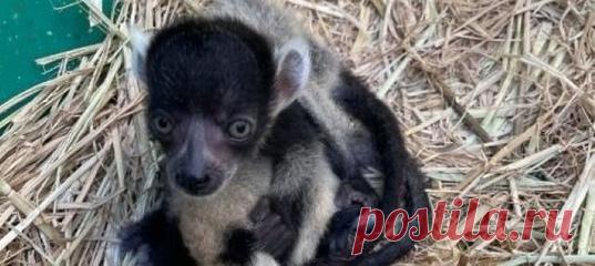 В дикой природе милахам вари угрожают не только браконьеры, но и потеря естественной среды обитания – тем радостнее новость об успешном рождении пары здоровых малышей этого вида в зоопарке Сан-Хосе 🐾