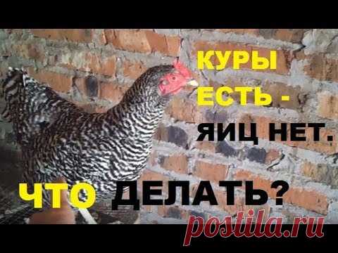 Куры не несутся - что делать? 5 простых способа получить яйца.