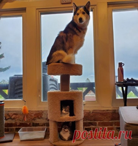 Люди, которые завели себе обычного питомца, но потом что-то пошло не так
