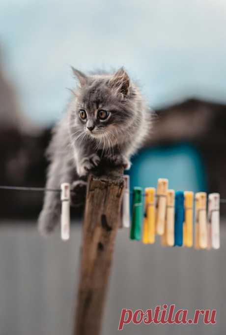 Untitled by Alexey Drangovskiy