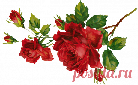 разные красивые детали на прозрачном фоне: 19 тыс изображений найдено в Яндекс.Картинках