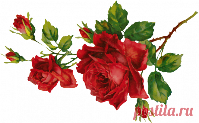 разные красивые детали на прозрачном фоне: 19 тыс изображений найдено в Яндекс.Картинках