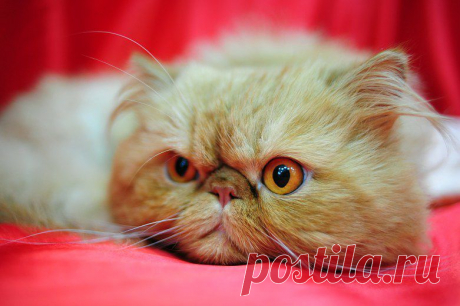 . 猫の写真を, 猫の写真の, 子猫の写真 猫写真の写真の, 猫の写真を, 猫の写真の, 子猫の写真 子猫の写真を