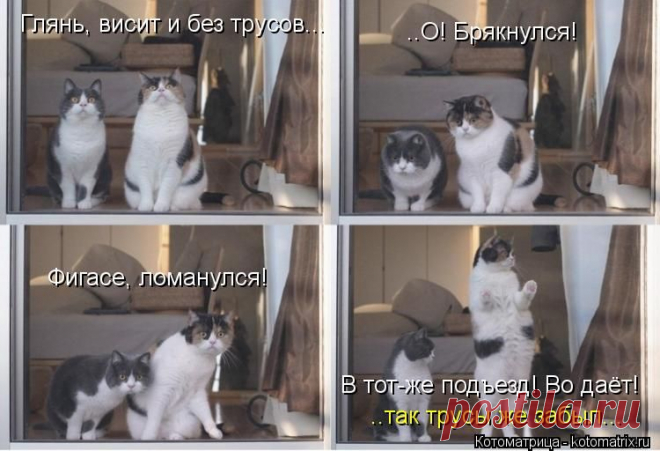Котоматрица: Круть