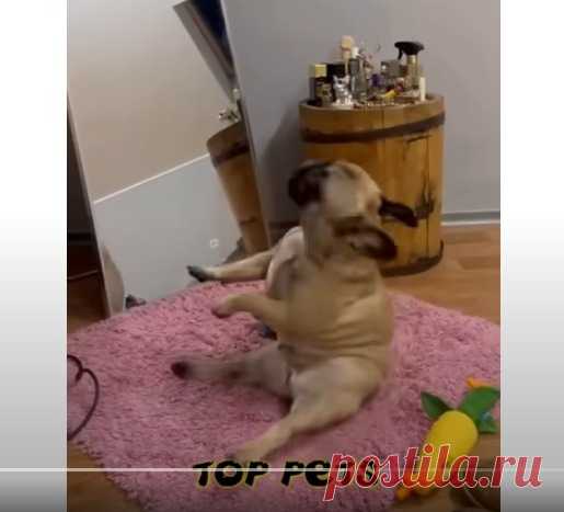 😺 Без кота не разобраться! 🐕 Смешное видео с собаками и кошками! 😸