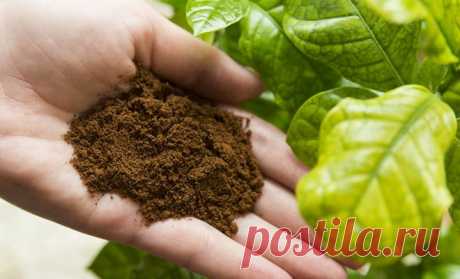 Кофейная гуща (спитой кофе) как удобрение и мульча для томатов, как приготовить компост из жмых