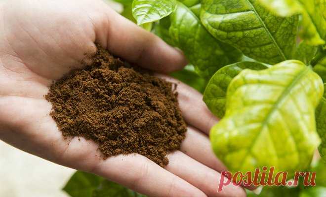 Кофейная гуща (спитой кофе) как удобрение и мульча для томатов, как приготовить компост из жмых